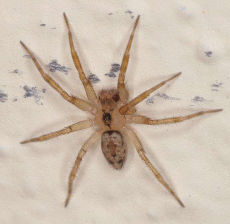 Oecobius_annulipes_D3221_Z_90_Valle Gran Rey_Spanje.jpg